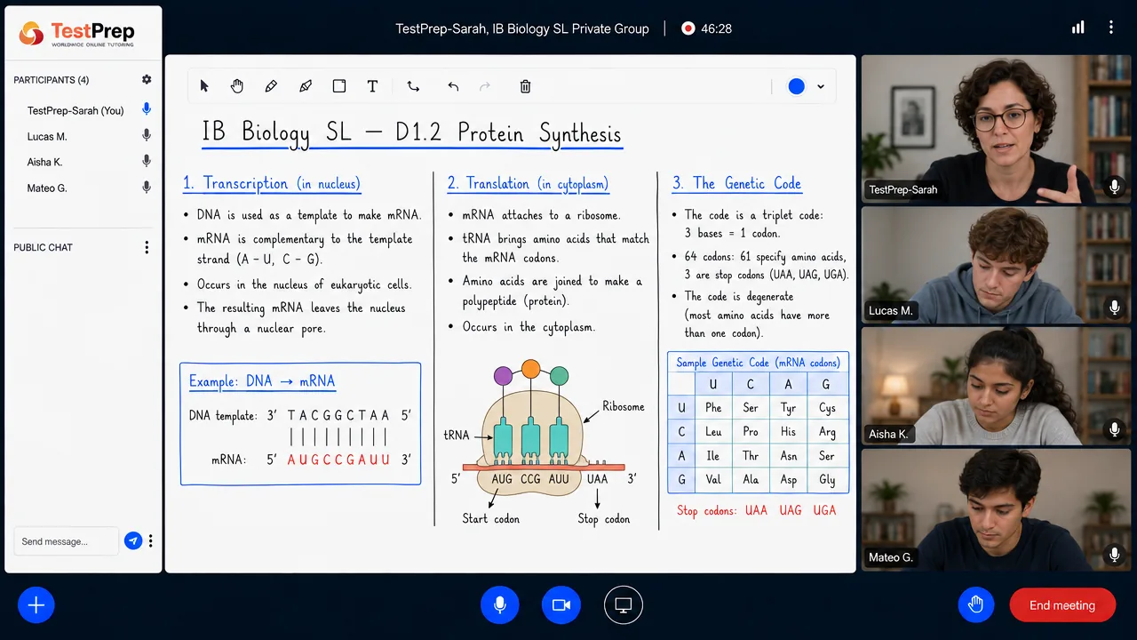 From a TestPrep IB Biology SL private group lesson — protein synthesis: transcription into mRNA, translation from start to stop codon, and the genetic code