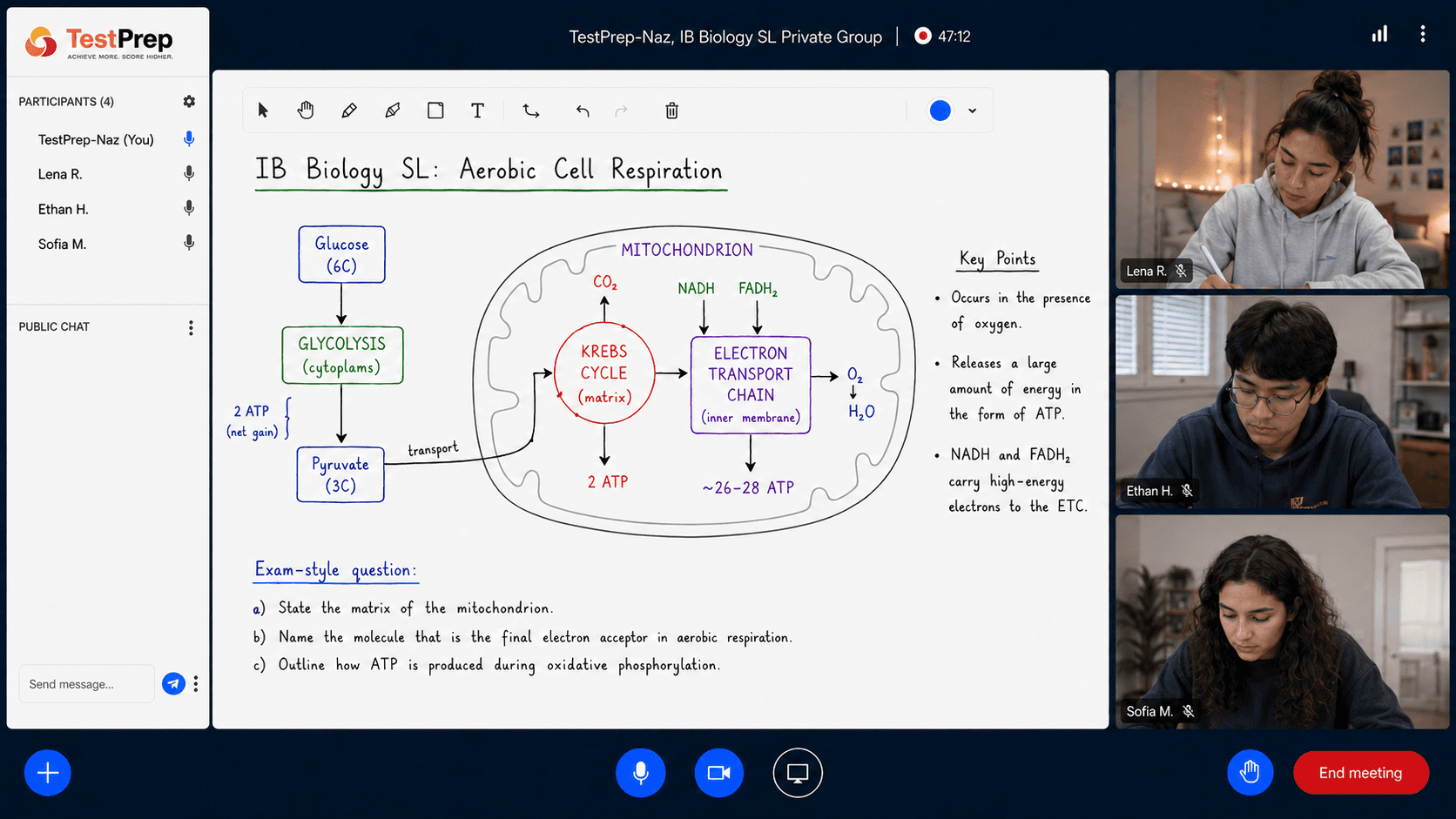 Whiteboard in an IB Biology SL private group lesson, with a diagram of aerobic respiration: glycolysis, the Krebs cycle and the electron transport chain